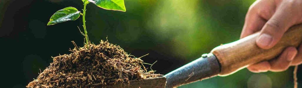 plant a tree